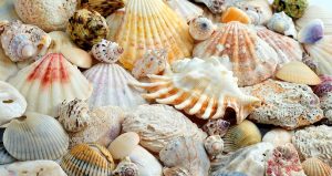 colorful-ocean-seashells-2-andee-photography