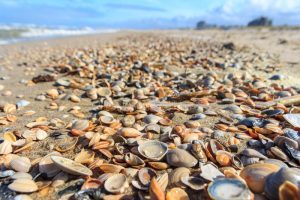 pretty-shells-covering-sunny-beach-beautiful-shell-covered-day-90046523